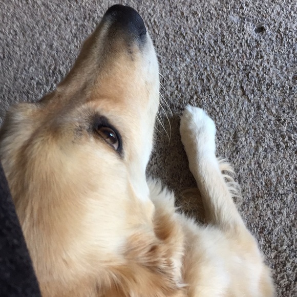 Meet your Posher, Bianca - Picture 1 of 1